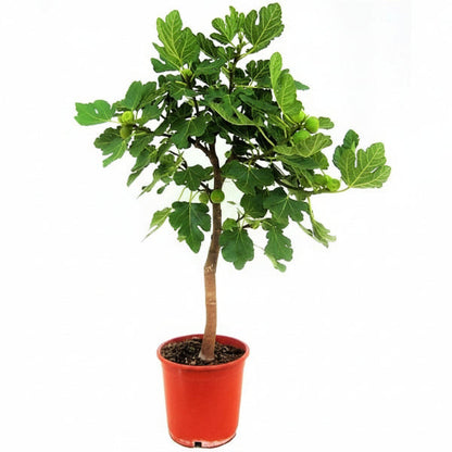 Fig Tree, Ficus Carica – image 1