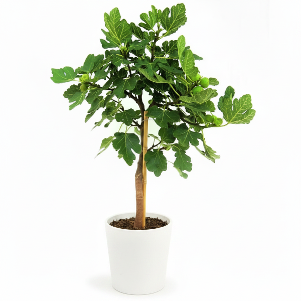 Fig Tree, Ficus Carica – image 8