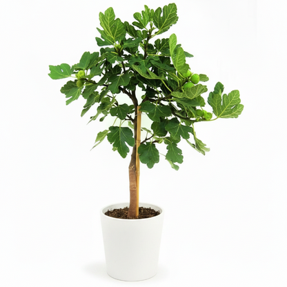 Fig Tree, Ficus Carica – image 8
