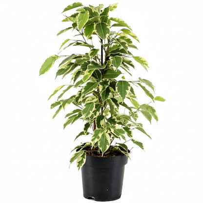Ficus benjamina variegata, Variegated Weeping Fig – image 1