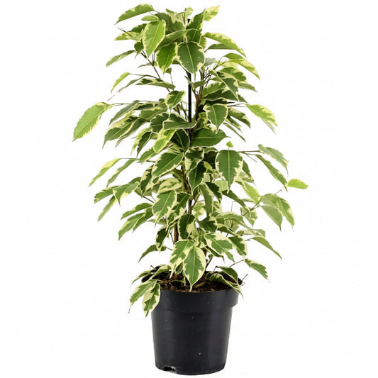 Ficus benjamina variegata, Variegated Weeping Fig – image 1