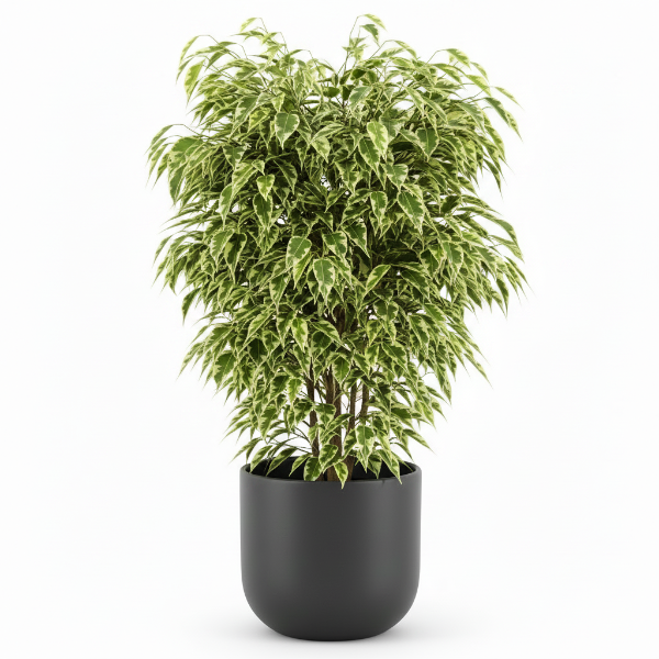 Ficus benjamina variegata, Variegated Weeping Fig – image 5