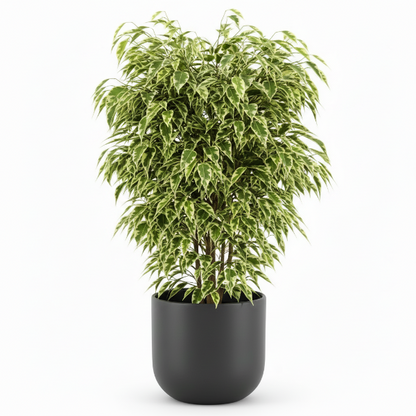 Ficus benjamina variegata, Variegated Weeping Fig – image 5