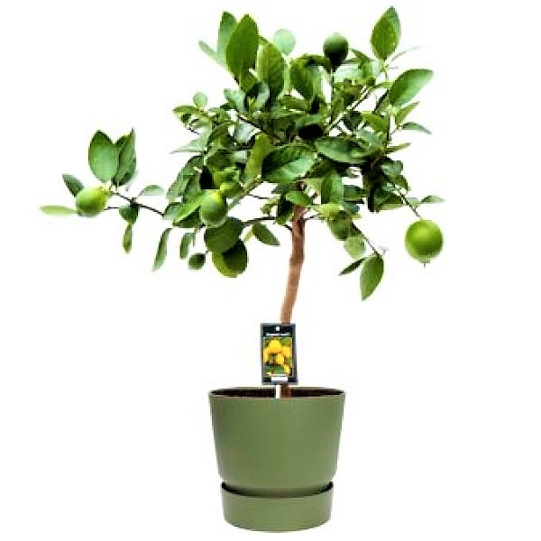 Citrus Aurantifolia, Citrus Omani – image 5