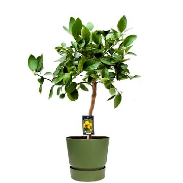Citrus orange, Abu Surra, Orange Tree – image 6