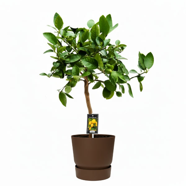 Citrus orange, Orange Tree – image 3