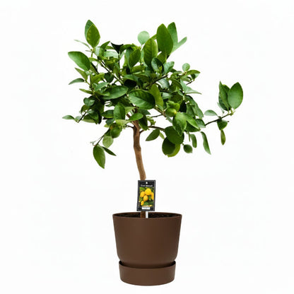 Citrus orange, Orange Tree – image 3