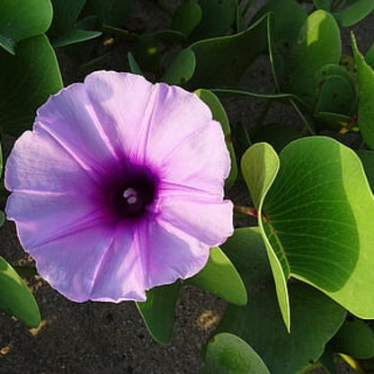 Ipomoea cairica, Cairo morning glory, coast morning glory – image 2