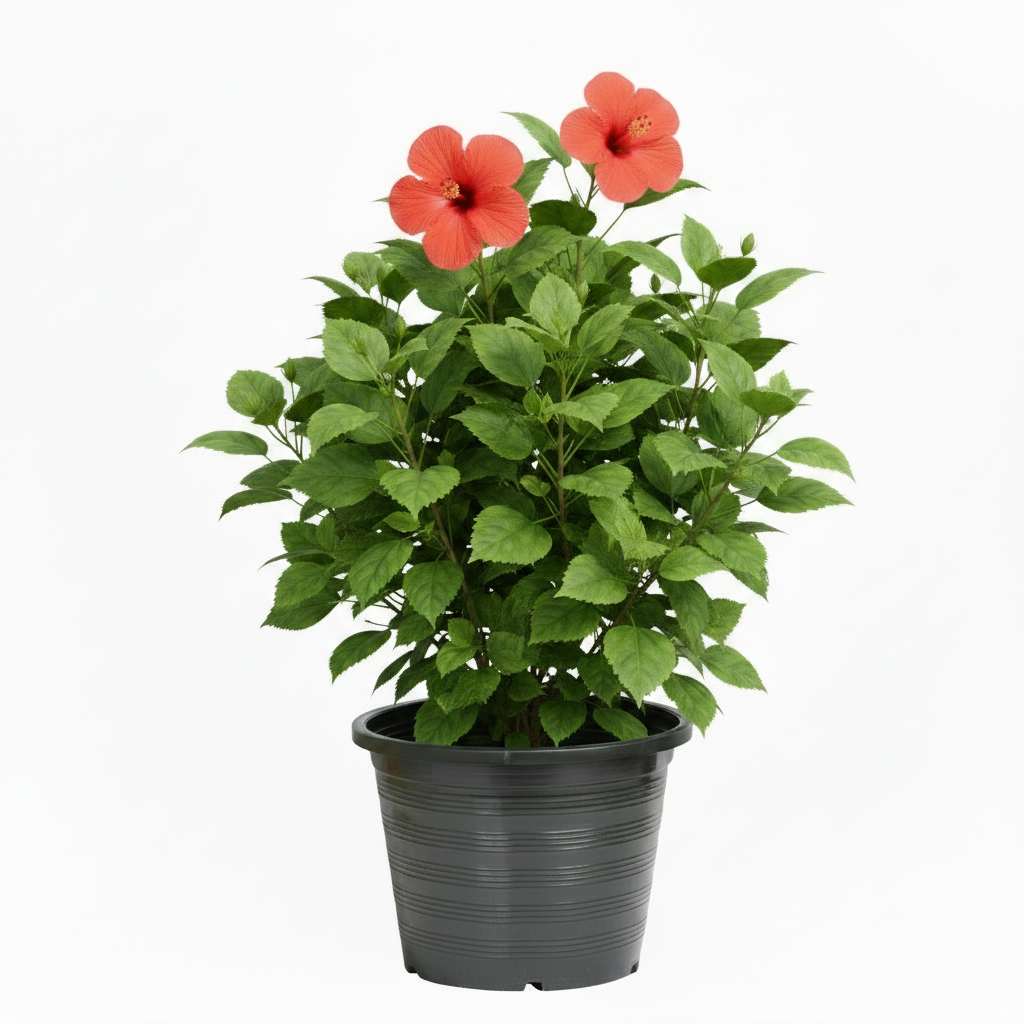 Sinensis Red, Hibiscus Rosa – image 1