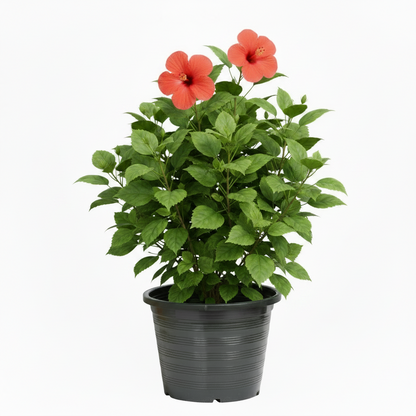 Sinensis Red, Hibiscus Rosa – image 1