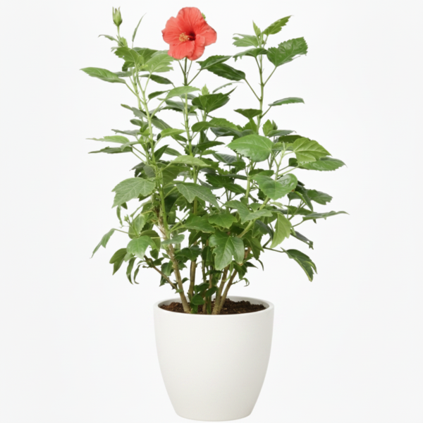 Sinensis Red, Hibiscus Rosa – image 6