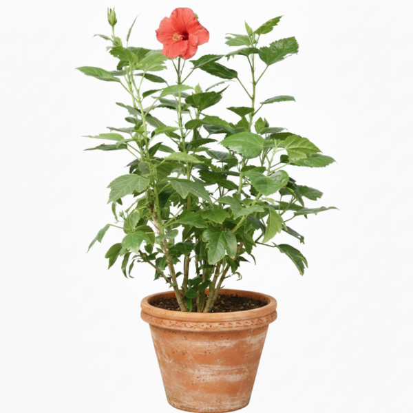 Sinensis Red, Hibiscus Rosa – image 2