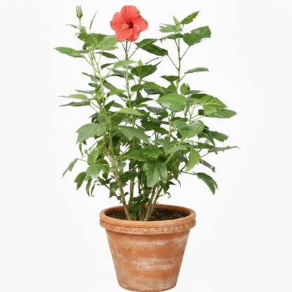 Sinensis Red, Hibiscus Rosa – image 2