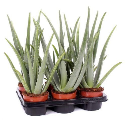 Aloe Vera, Medicina Aloe, Savila, Outdoor – image 3
