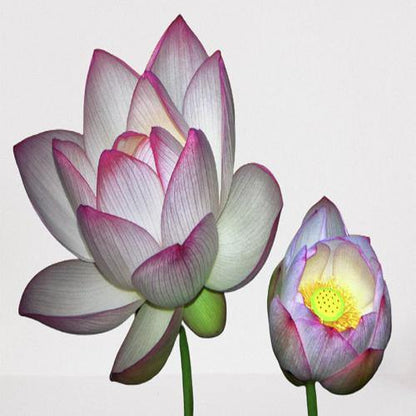 Sacred Lotus, Nelumbo Nucifera – image 5