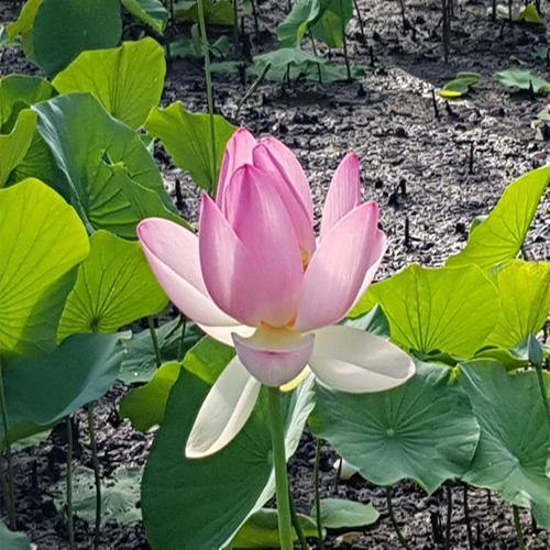 Sacred Lotus, Nelumbo Nucifera – image 6