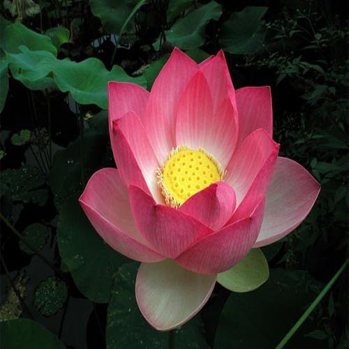 Sacred Lotus, Nelumbo Nucifera – image 7