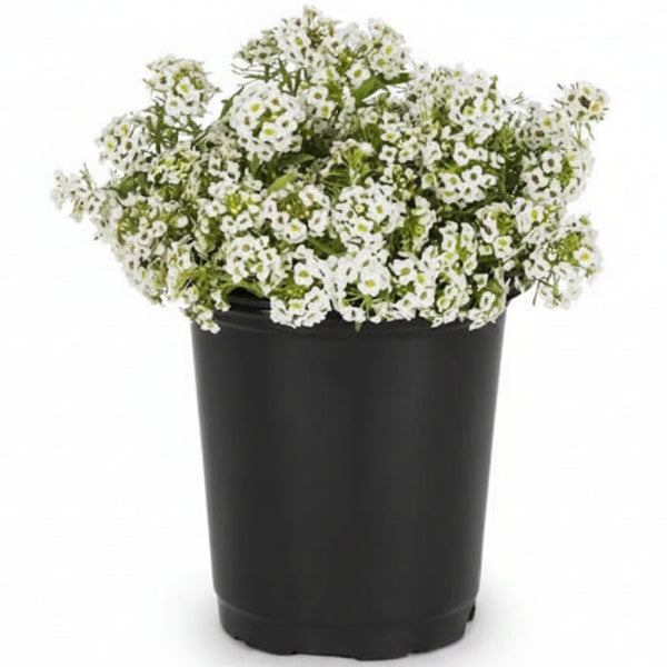 Alyssum, Alisons (small) – image 2