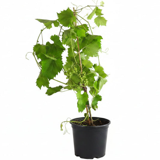 Grapes Vine, Vitis Vinifera – image 2