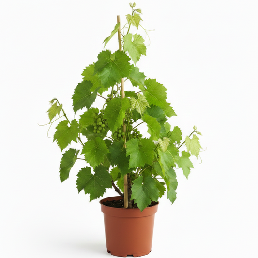 Grapes Vine, Vitis Vinifera – image 1
