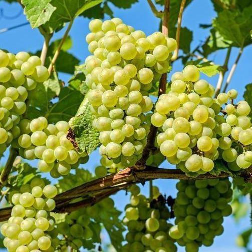 Grapes Vine, Vitis Vinifera – image 3