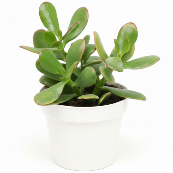 Money Tree, Crassula ovata, Dollar Plant, Jade Tree – image 11