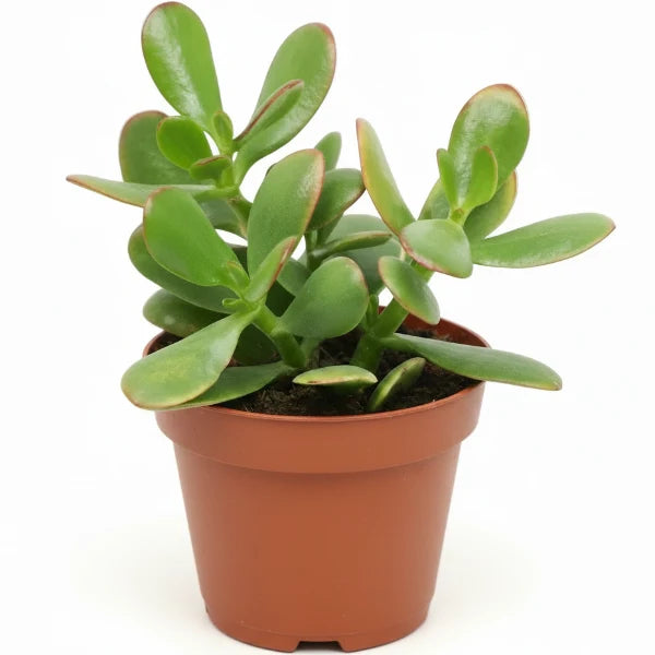 Money Tree, Crassula ovata, Dollar Plant, Jade Tree – image 9