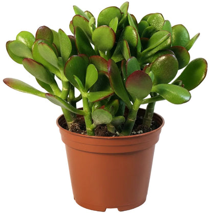 Money Tree, Crassula ovata, Dollar Plant, Jade Tree – image 4