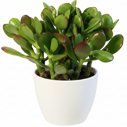 Money Tree, Crassula ovata, Dollar Plant, Jade Tree – image 13
