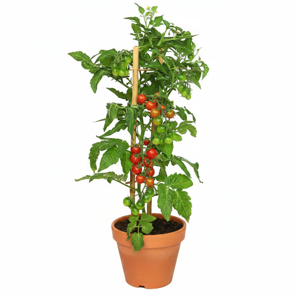 Cherry Tomato Plant – image 1