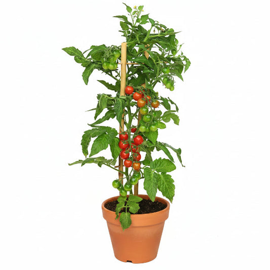 Cherry Tomato Plant – image 1