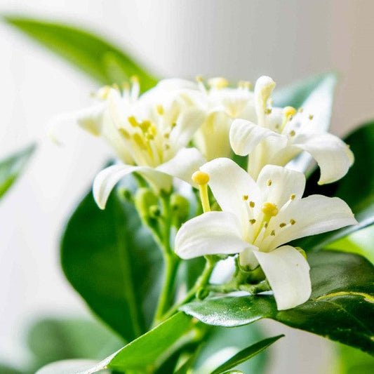 Murraya paniculata, Orange Jasmine, Thai Jasmine – image 2