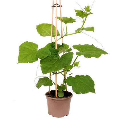 Cucumber Plant – image 3