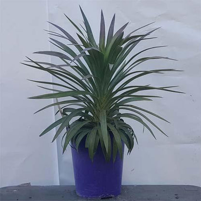 Yucca Desmetiana, Blue Boy – image 4