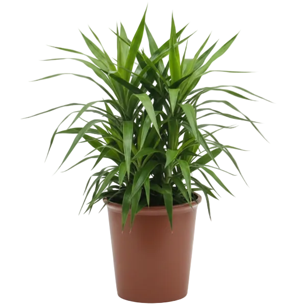 Yucca Desmetiana, Blue Boy – image 1