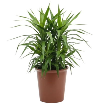 Yucca Desmetiana, Blue Boy – image 1