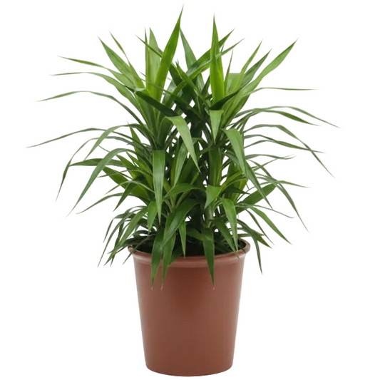 Yucca Desmetiana, Blue Boy – image 1