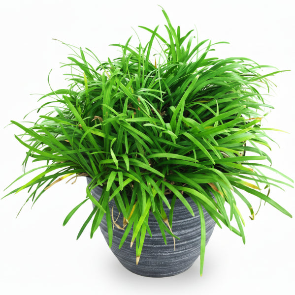 Dwarf Lilyturf, Ophiopogon Jaburan – image 3