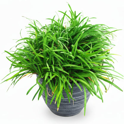 Dwarf Lilyturf, Ophiopogon Jaburan – image 3