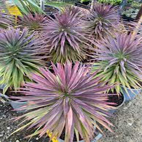 Yucca Desmetiana, Blue Boy – image 5