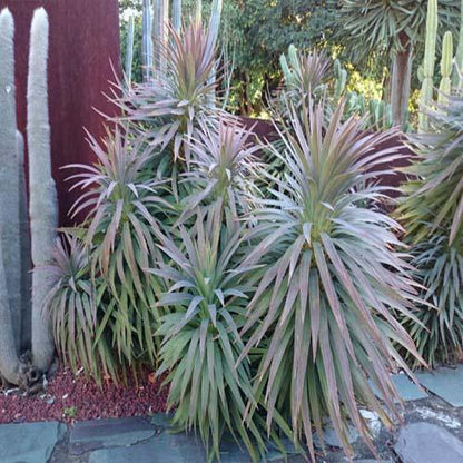 Yucca Desmetiana, Blue Boy – image 3