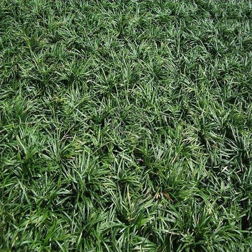 Dwarf Lilyturf, Ophiopogon Jaburan – image 5