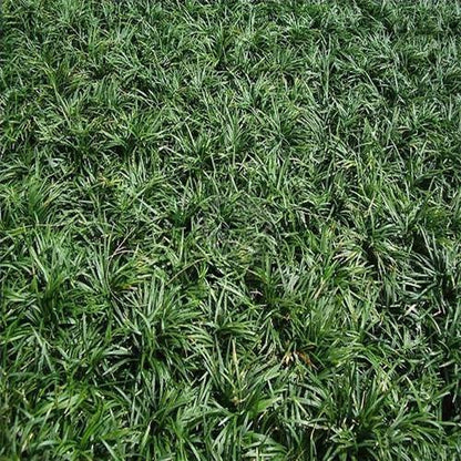 Dwarf Lilyturf, Ophiopogon Jaburan – image 5