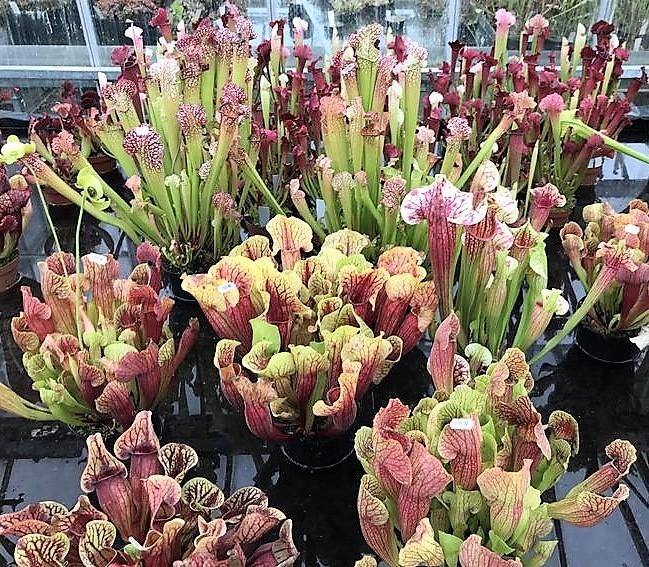 American Pitchers , Sarracenia – image 4