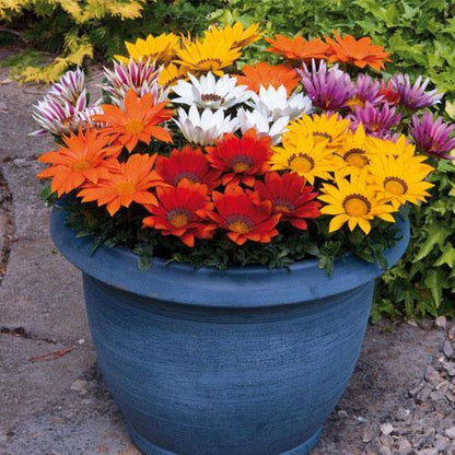 Gazania Flowering Plants – image 5