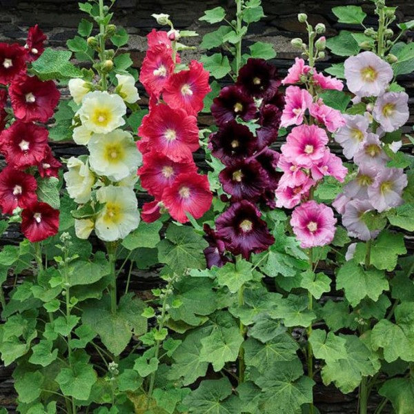 Hollyhocks Flower Plant, Alcea – image 3