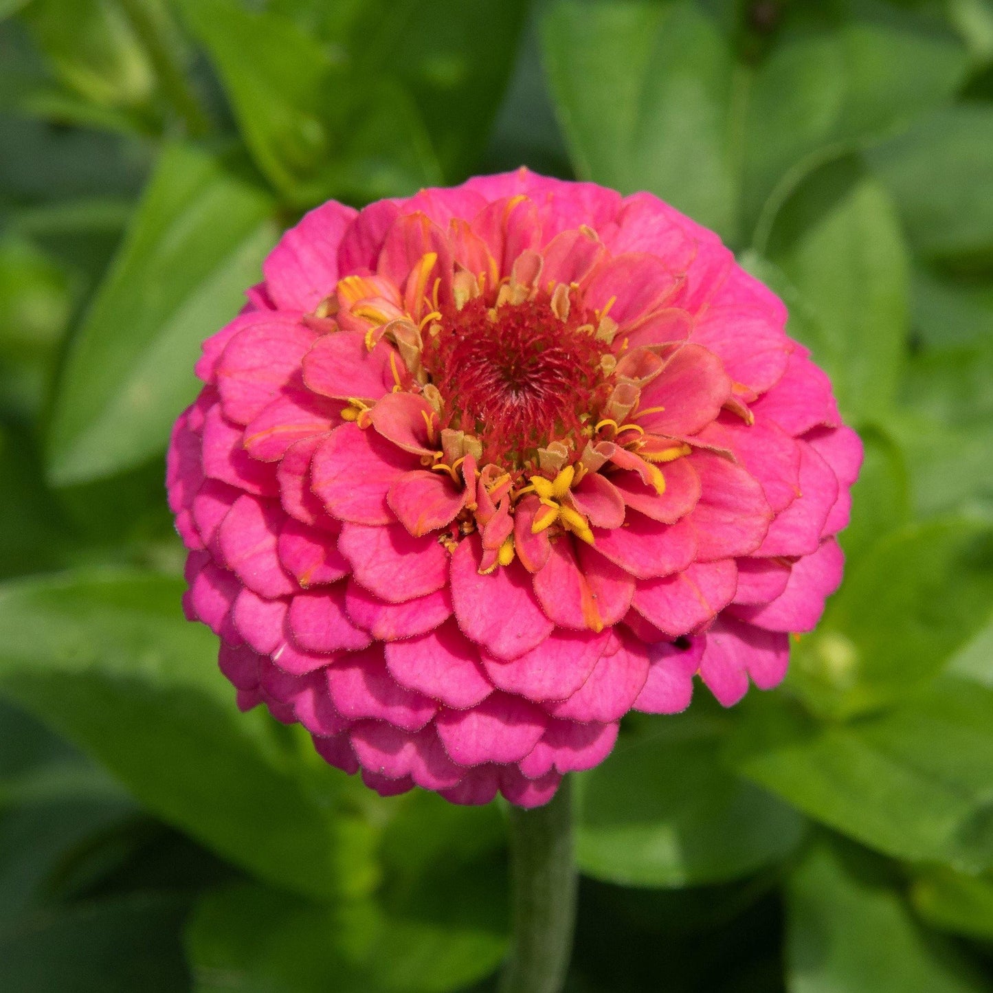 Zinnia Flowers (Small) – image 6