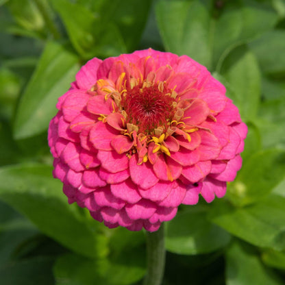 Zinnia Flowers (Small) – image 6