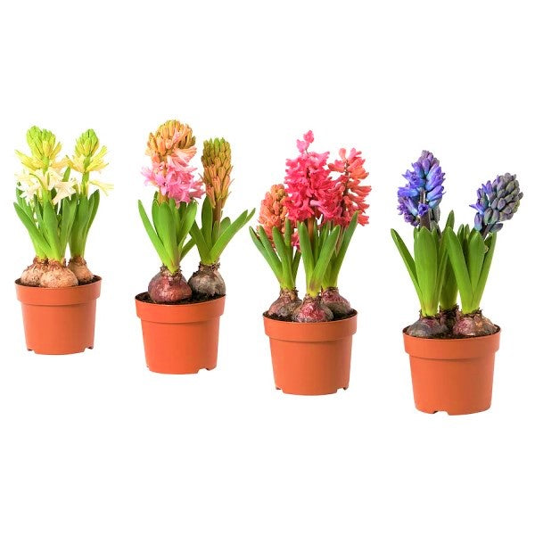 Hyacinth Bulb Fragrance – image 5