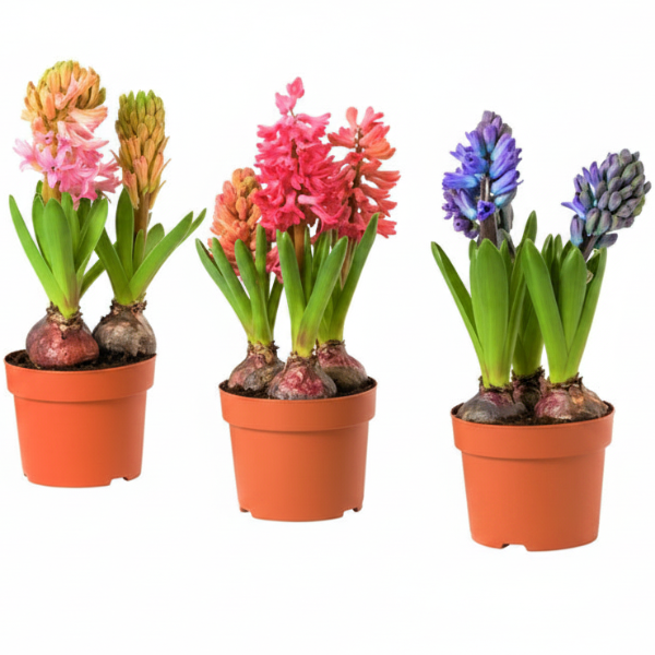 Hyacinth Bulb Fragrance – image 1